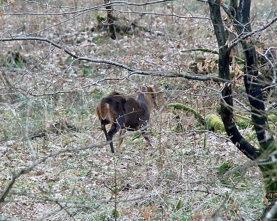 muntjac